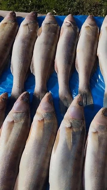 отличный улов с реки Кама с бонусом!!! 116 rus смотреть онлайн