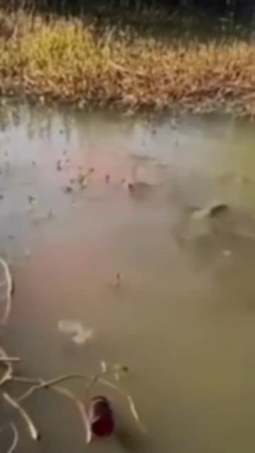 Супер прикормка смотреть онлайн