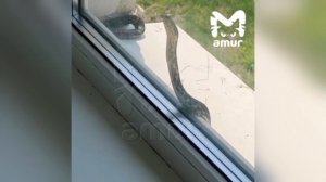 В Анучинском районе настоящая змея приползла на урок в школу поучиться мудрости