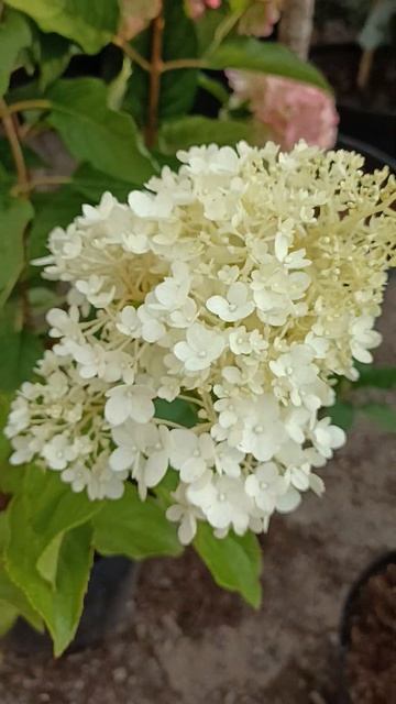 Пінк Роуз і Строберрі Блоссом смотреть онлайн