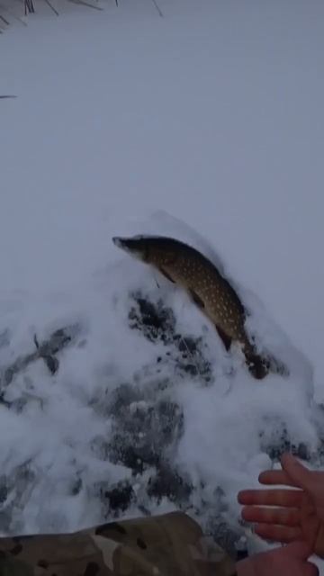 ПЕРВЫЙ ЛЁД 2023-24.)) А За Что ВЫ ЛЮБИТЕ ЗИМНЮЮ РЫБАЛКУ?))#щу смотреть онлайн