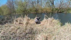 Ловля жереха и голавля в апреле 2025 на малой реке.