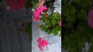 Пеларгония Ю Сакура