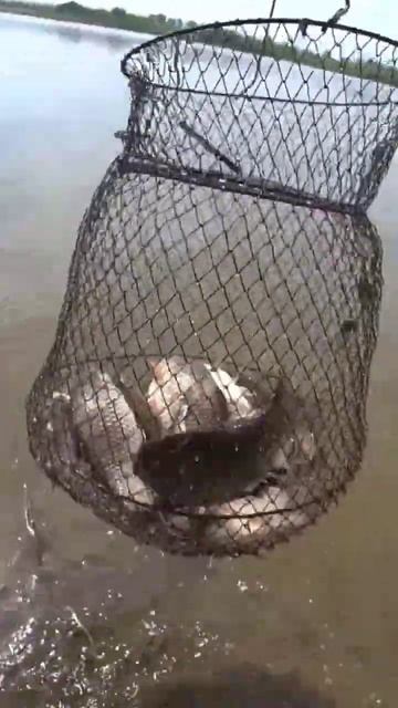 Ловите карасиков? #рыбалка #карась #удочка смотреть онлайн