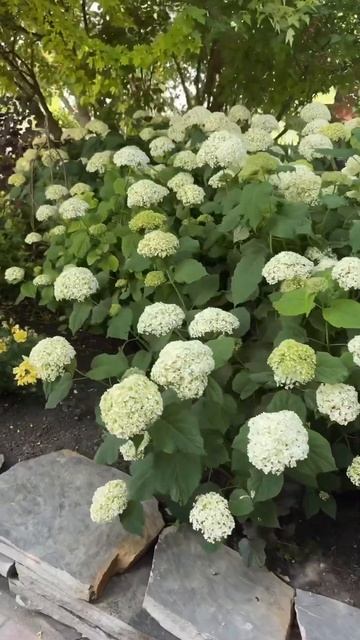 ANNABELLE #flowers #гортензія #garden #гортензия #arborescens #hydrangea #annabel смотреть онлайн