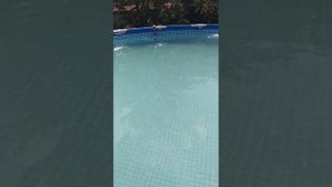 Чистка бассейна и уничтожение мошек.