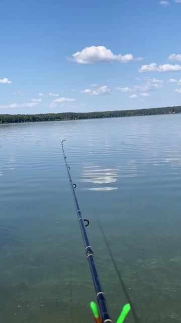 Момент поклевки на фидер )#рыбалка #фидер #поклевка #fish смотреть онлайн