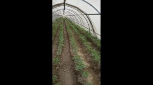 Пленочно-керамический композит для теплиц и парников