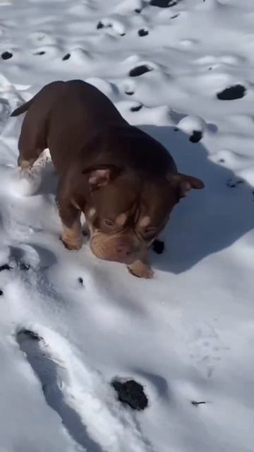 ‼️‼️Есть свободные щенки‼️‼️ отец American Bully LLIBEIG ABI смотреть онлайн