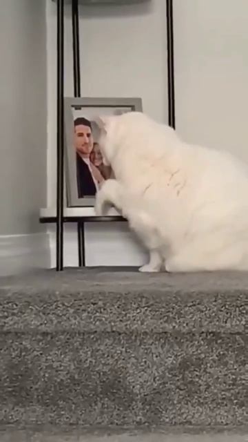 Когда кожанного нету дома , но есть его фото 😁😁😁#funnyv смотреть онлайн