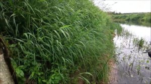 ОТДЫХ И РЫБАЛКА НА РЕКЕ В ПСКОВСКОЙ ОБЛАСТИ