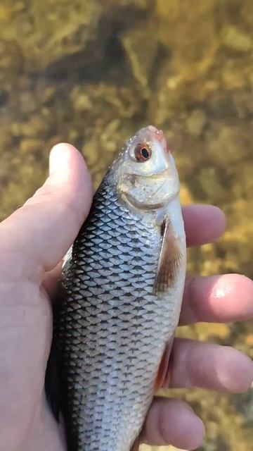 На рыбалке поймал рыбу #рыбалка #рыба #fishing #fish смотреть онлайн