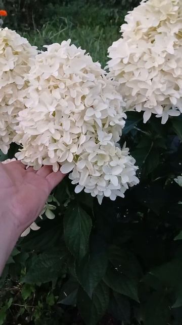 гортензия скайфол смотреть онлайн