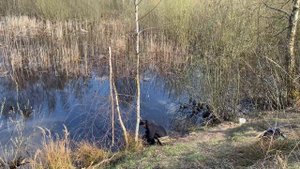 Болотный КАРАСЬ в середине апреля на ПОПЛАВОК!!!