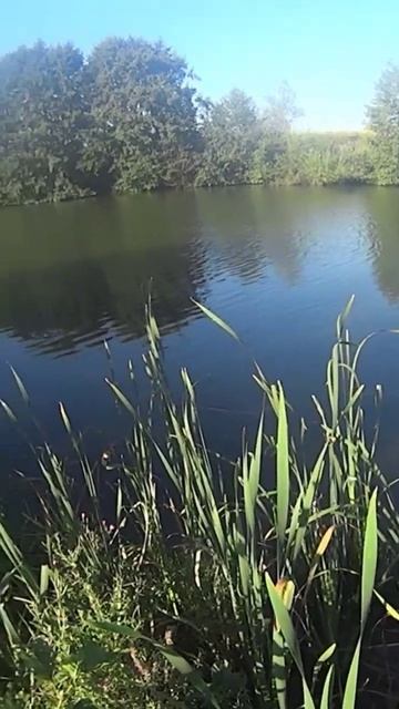 Все же взял её, со второго раза))) рыбалка #fishing #рыбалка смотреть онлайн