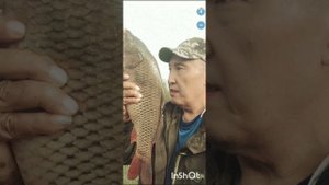 карп, сазан и крупный карась!