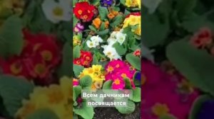 Дачная песня Сергея Проскунова. #дача #огород #весна #д?