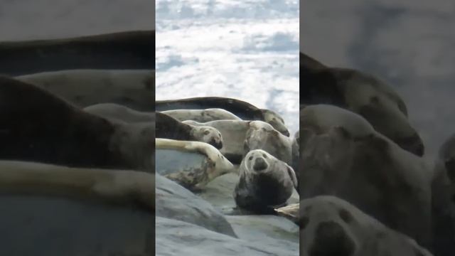 собираем мусор #мурманск #кольский #мотивация #дисципл смотреть онлайн