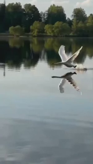 У Лебедей хоть и птичьи сердца, любят друг друга они до конца