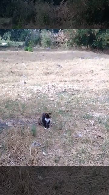 Необычный окрас кота #коты #catlover #catvideos #catsoftiktok #catlovers #cat