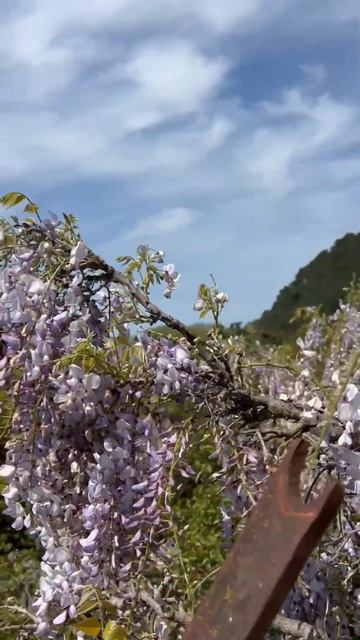 С такой 🔥 погодой , цветение глицинии в Сочи и Абхазии смотреть онлайн