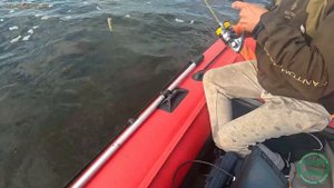 Удилище на сома Maximus SOM FISHING.