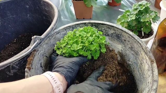 67. Пересадка дорослих пеларгоній Галина Уланова, Анге?