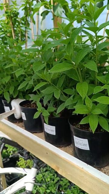 Метельчатые гортензии! Пушистые кустики, хорошо сформ смотреть онлайн