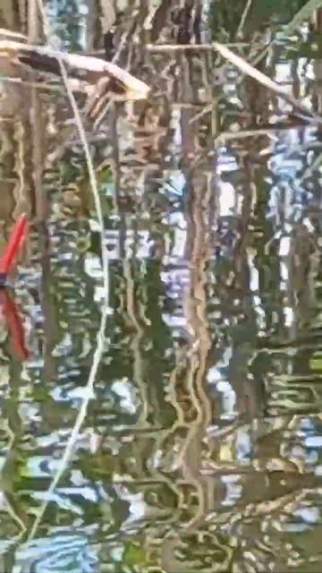 #shorts #рыбалка #подпишись #карась #ютуб #поплавок #рыба #к смотреть онлайн