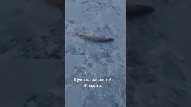 Рыба есть! Ловить надо уметь! #рыбалка #рыбалканаозере