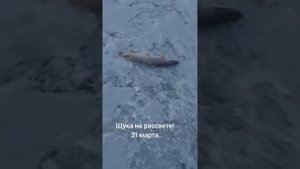 Рыба есть! Ловить надо уметь! #рыбалка #рыбалканаозере