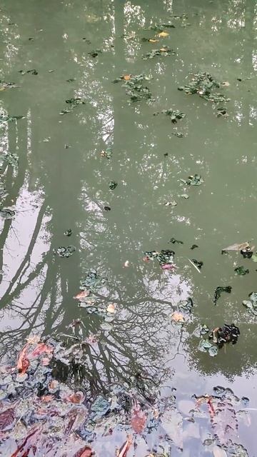 Шлоссгартен - Карп - 6 окт.2024 #природа смотреть онлайн