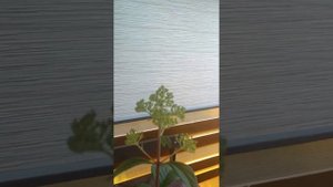 Диамантино - гортензия метельчатая, обзор