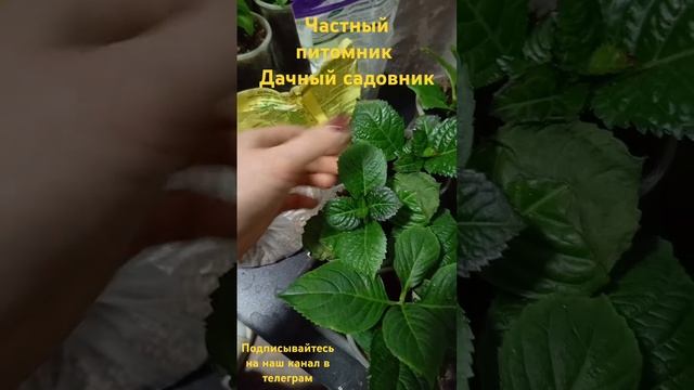 Как понять что гортензия перелила и что с этим делать. смотреть онлайн