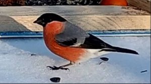 Дикие птицы на моей кормушке (20.02.2025 года)