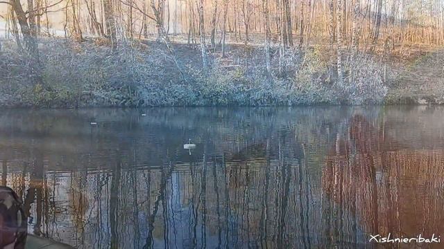 Щука тащит КРУЖОК. Есть ТРОФЕЙ. Красивая поклёвка и Ве? смотреть онлайн