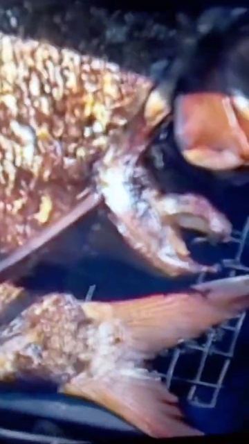 Respekt #shortvideo #fishing Приготовление рыбы на берегу реки. смотреть онлайн