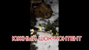 ЮЖНЫЙ шок-контент.КАК Я ПЕРЕЖИВАЛА ПОХОЛОДАНИЕ И СНЕГОПАД.13.04.25Для архива