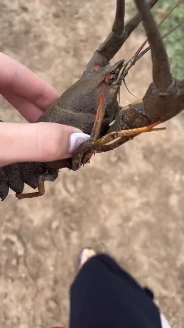 ПУЧЕГЛАЗЫЙ😆 #shorts #shortsvideo #carp #рыбалка #rec #удочка #улов смотреть онлайн