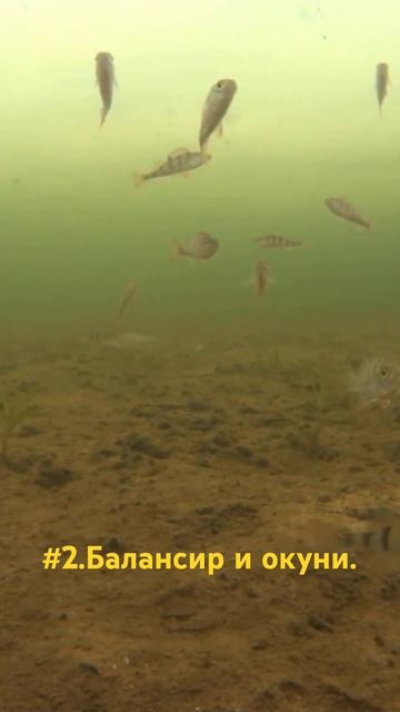 #2.Балансир и окуни.#fishing . смотреть онлайн