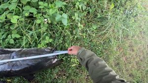 Печень, выползки как приманка. Ловля СОМА НА КВОК