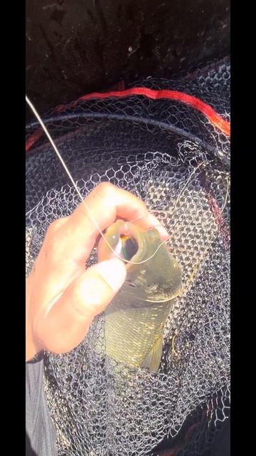 про жереха на спининг #fishing #рыбалка #ловлярыбы #жерех смотреть онлайн