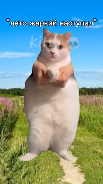 Много спала, много ела🐼 #врек #врекомендации #котики #f смотреть онлайн