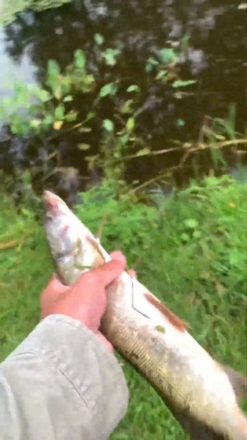 щука на ультралайт fishing рыбалка спиннинг fish fishingvideo 
