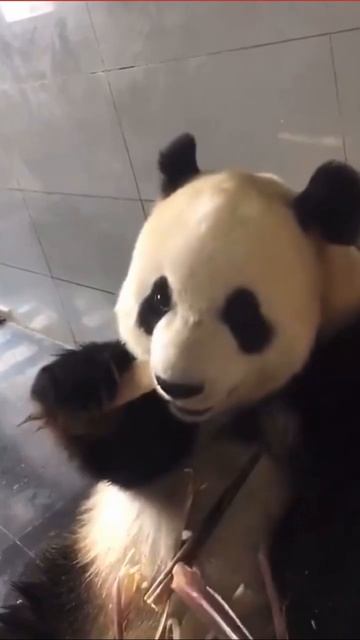Панда ест бамбук #panda смотреть онлайн