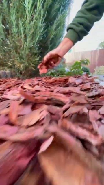 как правильно садить цветы #садимцветы#цветы смотреть онлайн