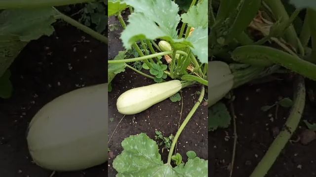 Кабачки растут. смотреть онлайн
