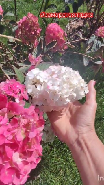 Разное цветение у одного сорта гортензий/ Самарская Л? смотреть онлайн
