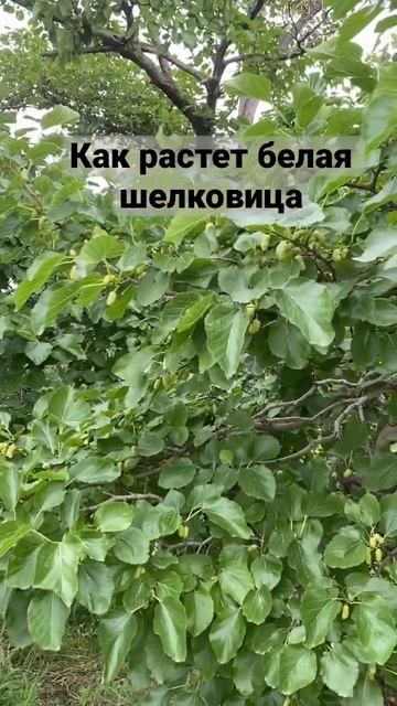 Как растет белая шелковица в Армении #shorts