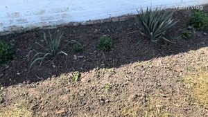 Черенковала алиссум осенью — результат удивил!